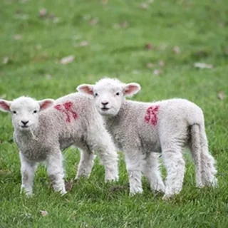 Makali et Sauce Tarator 