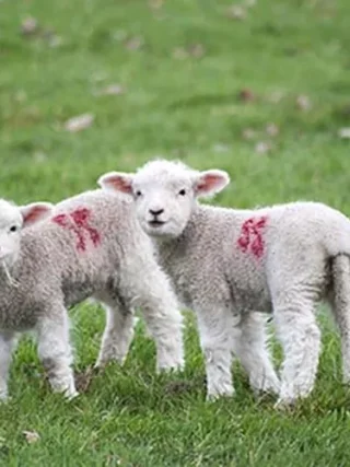 Le Carême Sans cruauté