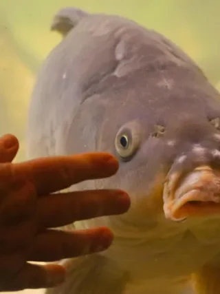 Poisson, viande et autres « appétits charnels »