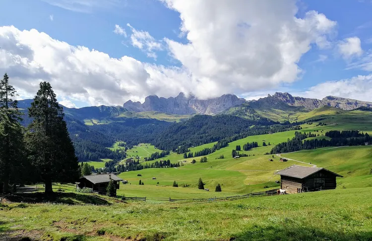 Schwarzplententorte : Gâteau de Noël tyrolien. 1 trentino 6329589 1280