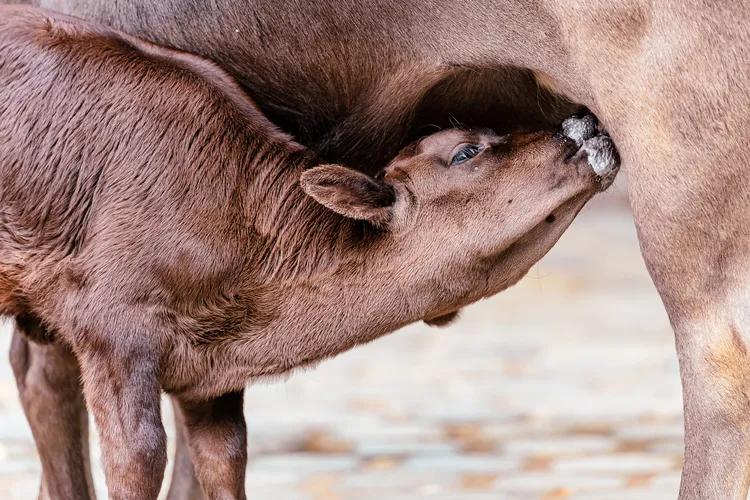 daschorsch calf 7378103