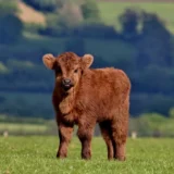 Le veau de la Pentecôte: célébrer la vie par la mort d’un être innocent?