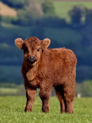 Le veau de la Pentecôte: célébrer la vie par la mort d’un être innocent?